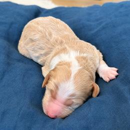 Autumn - Yellow and white female Bernedoodle puppy in Springville, Utah from Oodles of Bernedoodles