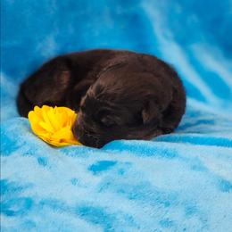 Yellow Collar - Bi-color male German Shepherd puppy in Louisville, Ohio from Crooked River German Shepherds