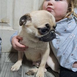 Pebbles - Pug