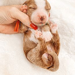 Cavapoo and Goldendoodle Puppies from Oh My Mini Doodle