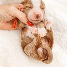 Cavapoo and Goldendoodle Puppies from Oh My Mini Doodle