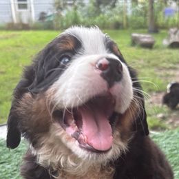Bernese Mountain Dog Puppies from Emma-Mada's Old Thyme Berners