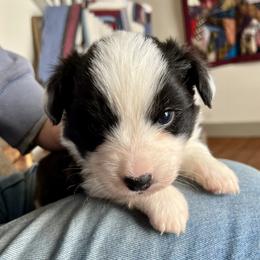 Doc Brown - Black and white male Cardigan Welsh Corgi puppy in Lebanon, Pennsylvania from Long Acre Farm