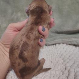 Puppy 2 - Dapple male Dachshund puppy in Clayton, Indiana from Love Struck Miniature Dachshunds