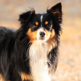 Miniature Australian Shepherds from KBAR Mini Aussies