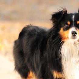 Miniature Australian Shepherds from KBAR Mini Aussies