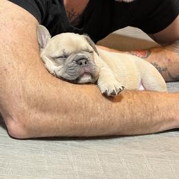 French Bulldog Puppies from Foster Lake Frenchies