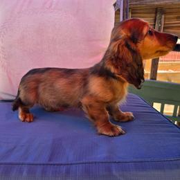 LuLu 2,800 - Red female Dachshund puppy in Tonopah, Arizona from Desert Diamond Dachshunds