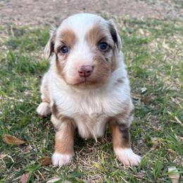 Girl 1 - Red merle female Australian Shepherd puppy in Lubbock, Texas from REKN’ Kennel Aussies