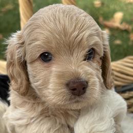Cockapoo puppies from Puppy Love Doodles