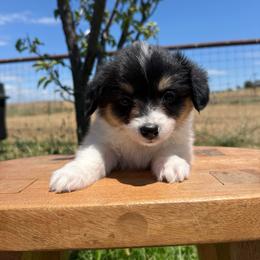 Daisy - Black and tan female Pembroke Welsh Corgi puppy in Red Bluff, California from Wilder Ranch Corgis