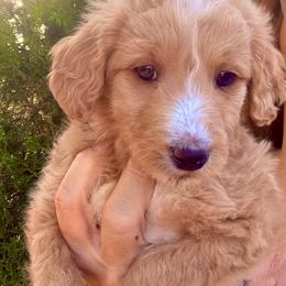 Waldo - Yellow and white female Bernedoodle puppy in Saint Francis, Kansas from Land of Oz Doodles