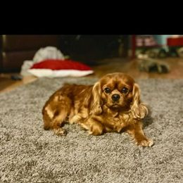 Gus - Cavalier King Charles Spaniel