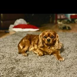 Gus - Cavalier King Charles Spaniel