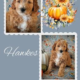 Hawkes - Apricot male Goldendoodle puppy in Coarsegold, California from Hobbit Hollow Acres