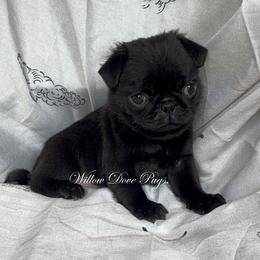 Pug puppies from Willow Dove Pugs