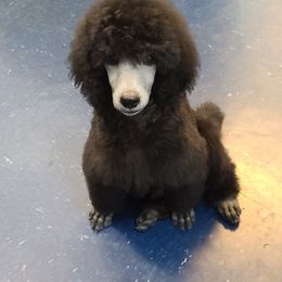 Poodle Puppies from BrioPanache Poodles