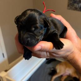 Red male - Black male Labrador Retriever puppy in Talking Rock, Georgia from Bethel Woods Kennels
