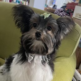 Maci - Yorkshire Terrier