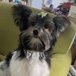 Maci - Yorkshire Terrier