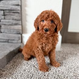 Brownie - Red  male Goldendoodle puppy in Billings, Montana from Montana Raised Doodles