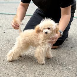 Poodle Puppies from KC Poodles of PA