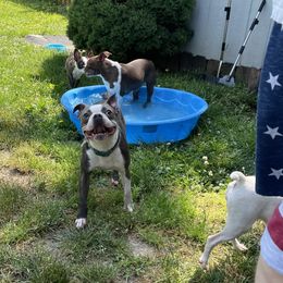 Boston Terrier Puppies from Angie's Little Bostons