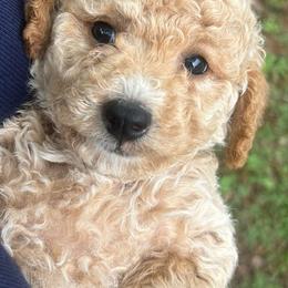Dachshund and Goldendoodle Puppies from Barkins and Company