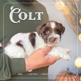 Colt - Parti male Miniature Schnauzer puppy in Pendleton, South Carolina from Lap Happy Schnauzers