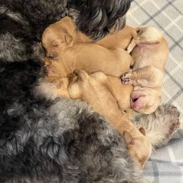 Goldendoodle puppies from Sunshine Country Doodles