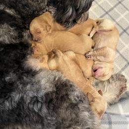 Goldendoodle puppies from Sunshine Country Doodles