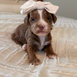 Comet - Red  female Goldendoodle puppy in Sallisaw, Oklahoma from Huddle Puppies