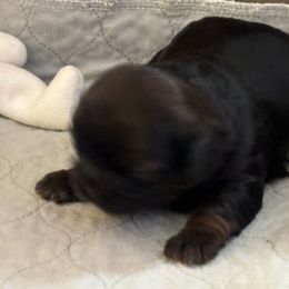 Girl 3 - Red Shih Tzu puppy in Pottstown, Pennsylvania from DHDoggs Shih Tzu