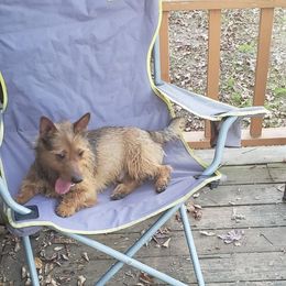 Australian Terrier and Cairn Terrier All Grown Up from Cedar Forrest Terriers LLC (Cairns & Australian Terriers)