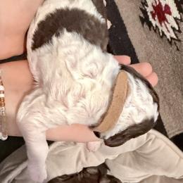 Canoli - Parti male Goldendoodle puppy in Wake Forest, North Carolina from Wake Forest Darling Doodles