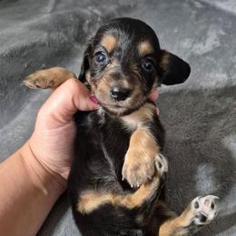Mary - Black and tan female Dachshund puppy in Aiken, South Carolina from Paragon Puppies