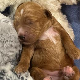 Astro - Red  male Goldendoodle puppy in Maricopa, Arizona from AZ Designer Goldendoodles