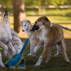 Borzoi Puppies from Rezance Borzoi
