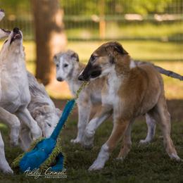 Borzoi Puppies from Rezance Borzoi