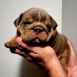 Boy 3 - Bulldog puppy in Newark Valley, New York from T&M Bulldogs