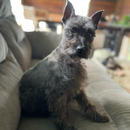 Bella - Miniature Schnauzer