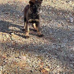 German Shepherd Puppies from Von Der Havier German Shepherds