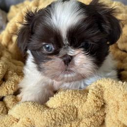 Zipp - Liver and white male Shih Tzu puppy in Bentonville, Arkansas from T & D Dachshunds by design