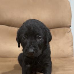 Boy 2 - Black male Labrador Retriever puppy in Four Oaks, North Carolina from Old Mill Retrievers