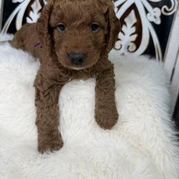 Goldendoodle and Poodle Puppies from Northern Heart Standards