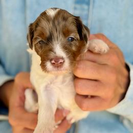 Mocha - Chocolate merle female Bernedoodle puppy in Mapleton, Utah from Natural Doodle Life