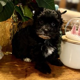 Angel - Parti female Yorkshire Terrier puppy in Tangipahoa County, Louisiana from Riche’ Louisiana Yorkies