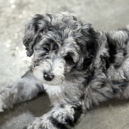 Patsy - Blue merle female Aussiedoodle puppy in Florence, Alabama from Cypress Forrest Doodles