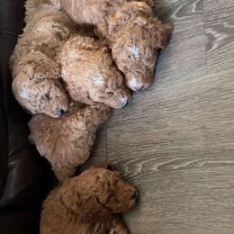 Poodle puppies from Lisa Riley