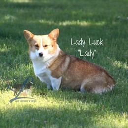 Lady - Pembroke Welsh Corgi